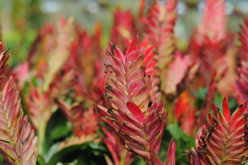 Colorful flowers in the garden
