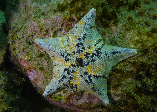 Bat Starfish