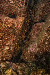 Lobster group in rock crack