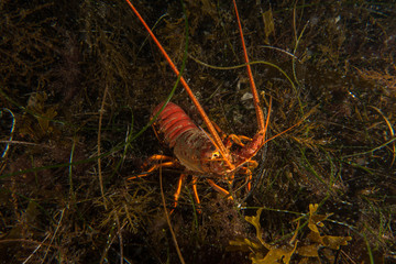 Lobster in sea grass