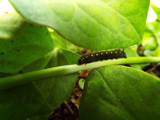 セスジスズメの幼虫