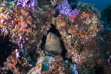 Moray eel in coral