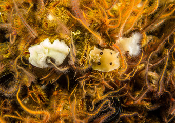 Nudibranch with brittle stars