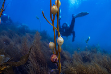 Snail on kelp