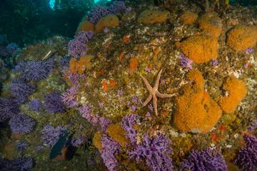 Star fish with purple hydro coral