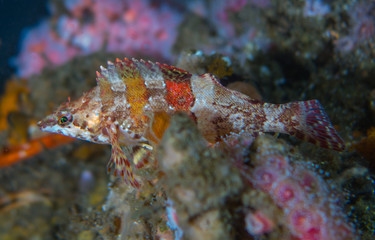 Tree fish portrait 