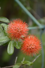 bush willow flower in nature garden