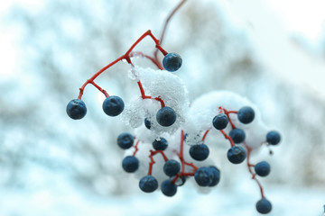Close up view of branch covered with snow