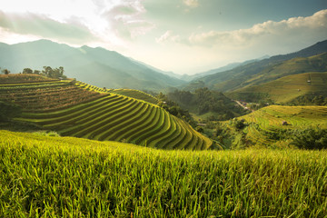 Fototapeta na wymiar Green Rice field on terraced