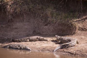 Crocodiles in masai mara in kenya africa