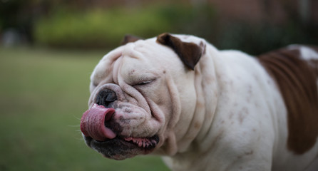 Fototapeta premium English bulldog show tongue