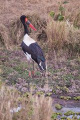 Crank on masai mara in kenya africa