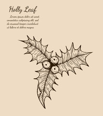 holly plant isolated on brown background.holly leaf sketch by hand drawing.merry christmas 