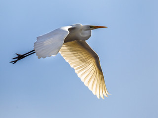 Flying Great egret