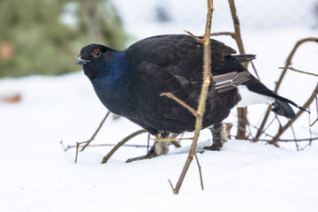 Black grouse in snow