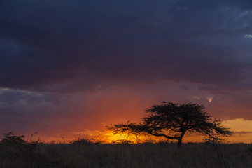 Fototapeta na wymiar Sunset with acacia in masai mara in kenya africa
