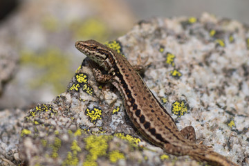 Common Wall Lizard © creativenature.nl