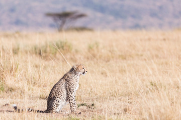 Cheetah in masai mara in kenya africa