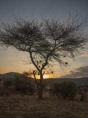 Fototapeta na wymiar Sunset in samburu national park in kenya