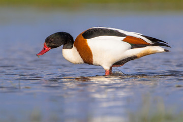Feeding Common shelduck in shallow water