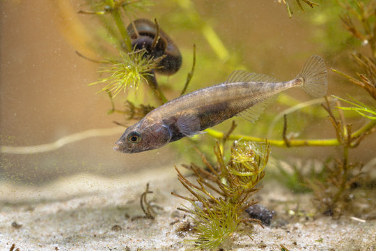 Swimming European Freshwater Fish Ninespine Stickleback protecti