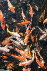 Obraz na płótnie Canvas koi fishes in the pond