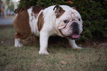 Fototapeta premium English Bulldog urinate on the grass
