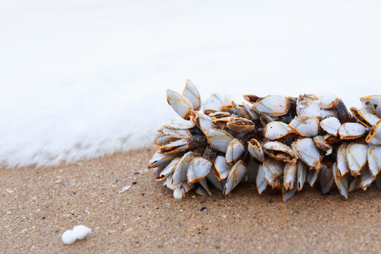 Goose barnacles or gooseneck barnacles on lumber.