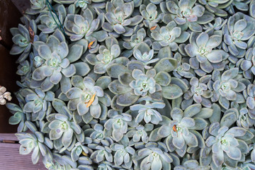 Rectangular arrangement of succulents; cactus succulents in a pl