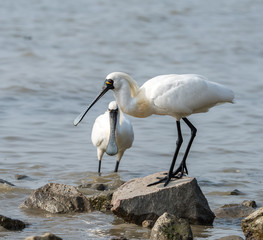 Black-faced Spoonbill