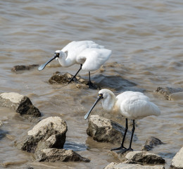 Black-faced Spoonbill