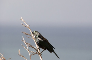 Tui bird