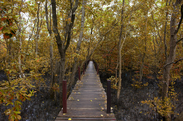 wooden bridge into the autumn forest