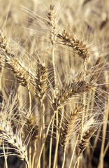 Wheat crop ready for harvest in the central west of NSW.