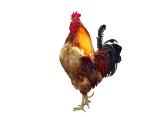 The Singing rooster