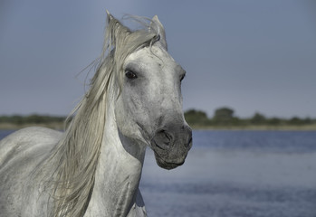 White Stallion on the Beach