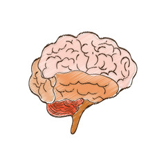 Human brain mind icon vector illustration graphic design
