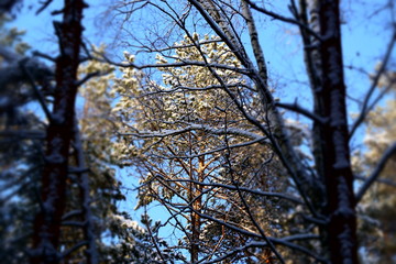 Сосна в зимнем лесу
