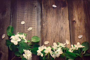 Flowers of apple on the wooden boards background, Tinted