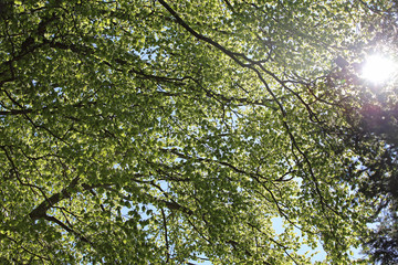 light that filters through the tall trees