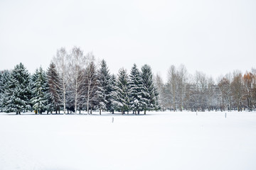 Winter snowy landscape. Winter park with fir trees covered by snow.