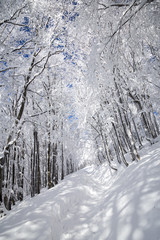 Winter forest
