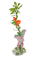 Pomegranate branch with flower