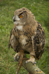 Big owl seating on the branch