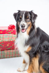Dog with gifts