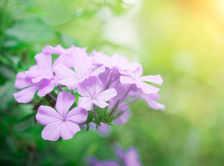 flowering wall bellflower Campanula portenschlagiana