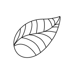 leaf natural ecology icon vector illustration graphic design
