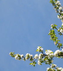 ветки яблони цветущей  на фоне синего неба