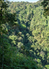 Fototapeta na wymiar tropical evergreen forest in thailand