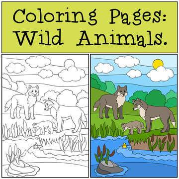 Coloring Pages: Wild Animals. Mother and father wolf with baby.
